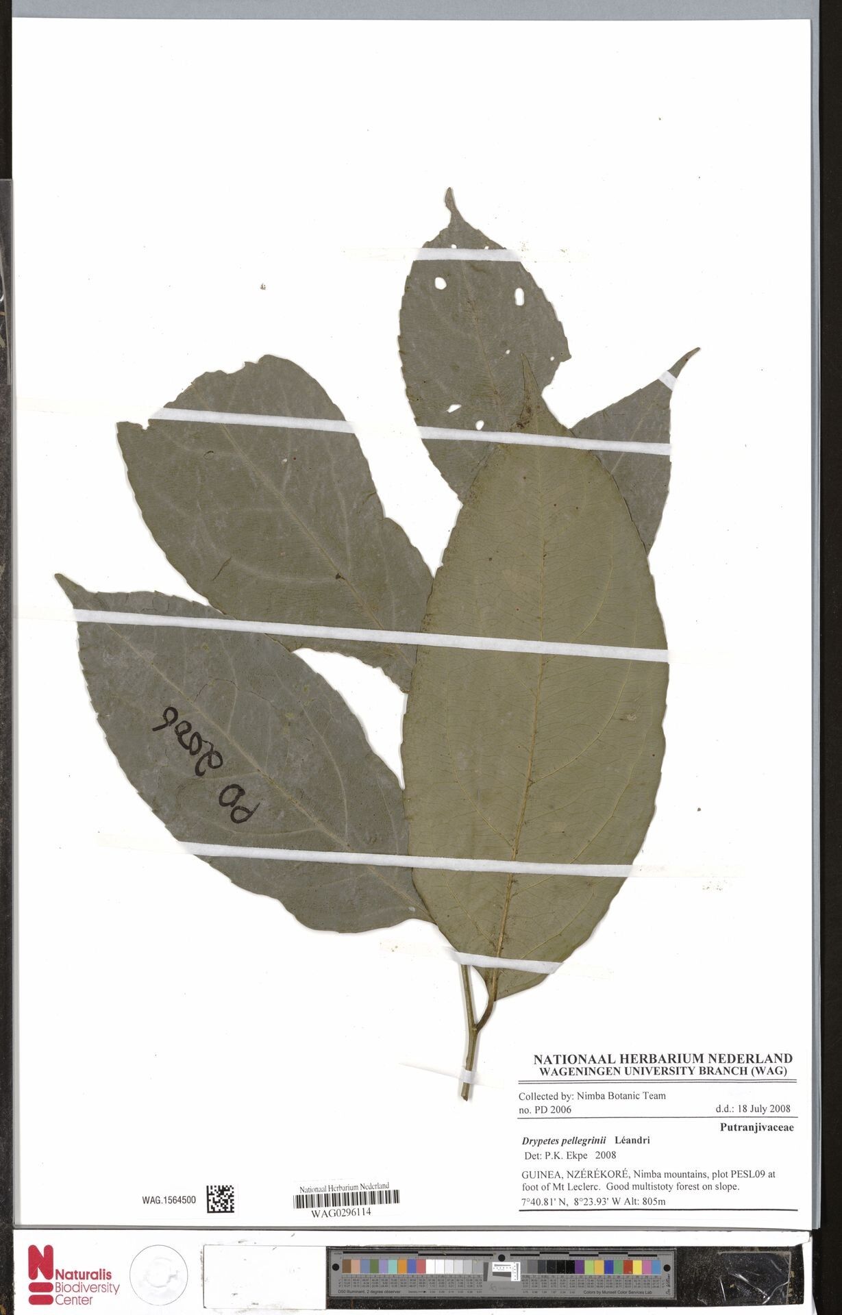 Drypetes pellegrinii — houseplant care guide