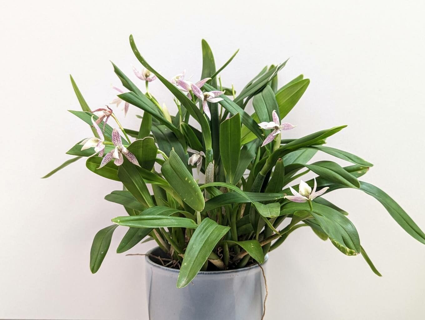 Prosthechea garciana habit