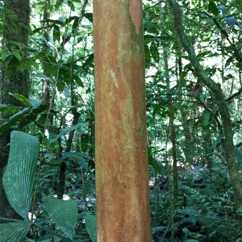 Plinia guanacastensis bark