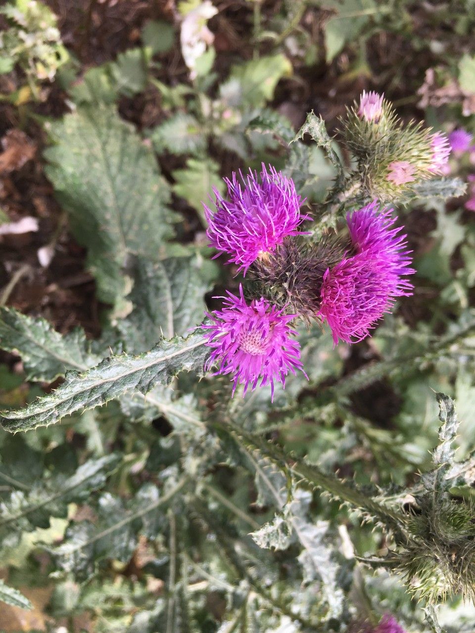 Carduus clavulatus flower