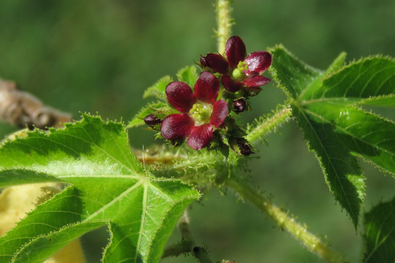 Jatropha gossypiifolia flower