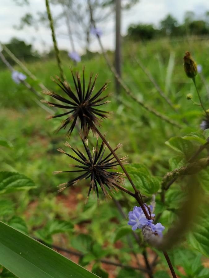 Stachytarpheta cayennensis fruit