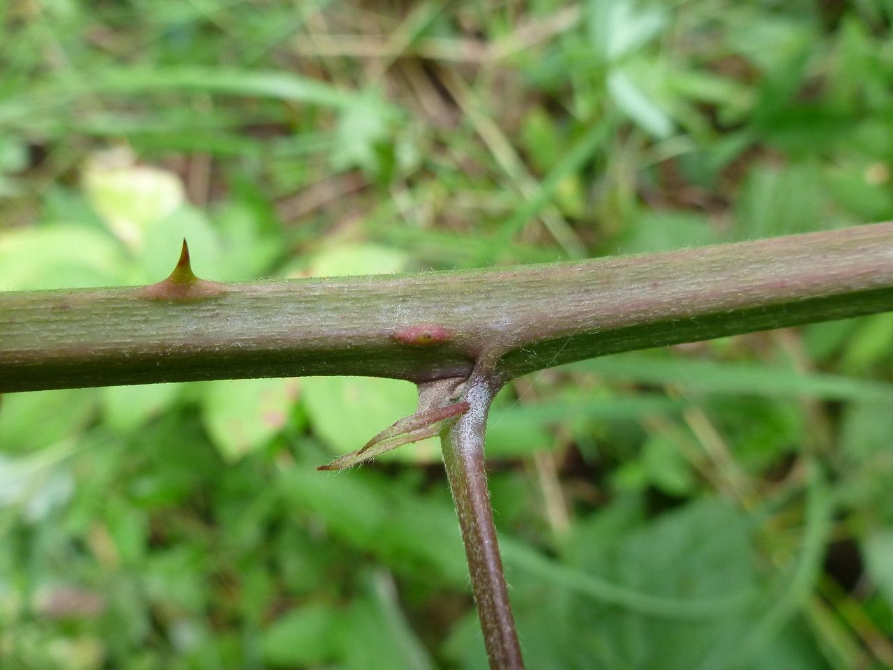 Rubus flaccidus bark