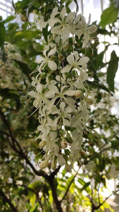 Clerodendrum wallii flower
