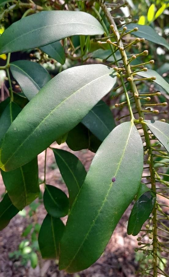 Pilocarpus pennatifolius — search result for 'Rutaceae'