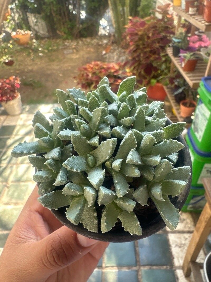 Stomatium mustelinum — related species from the same genus