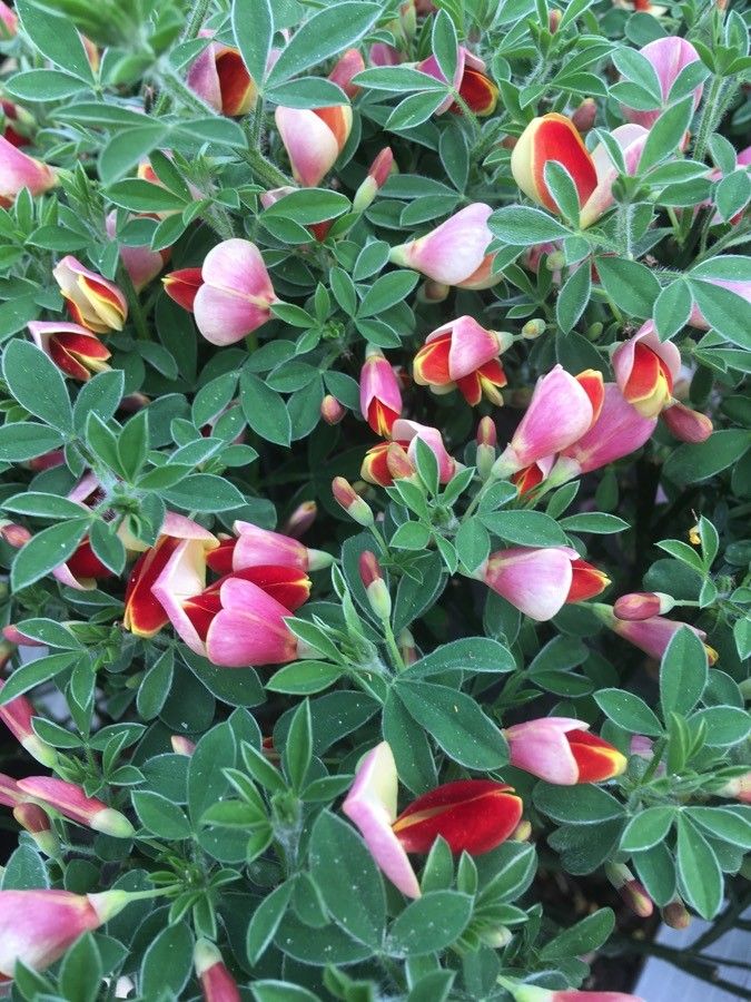 Cytisus polytrichus flower