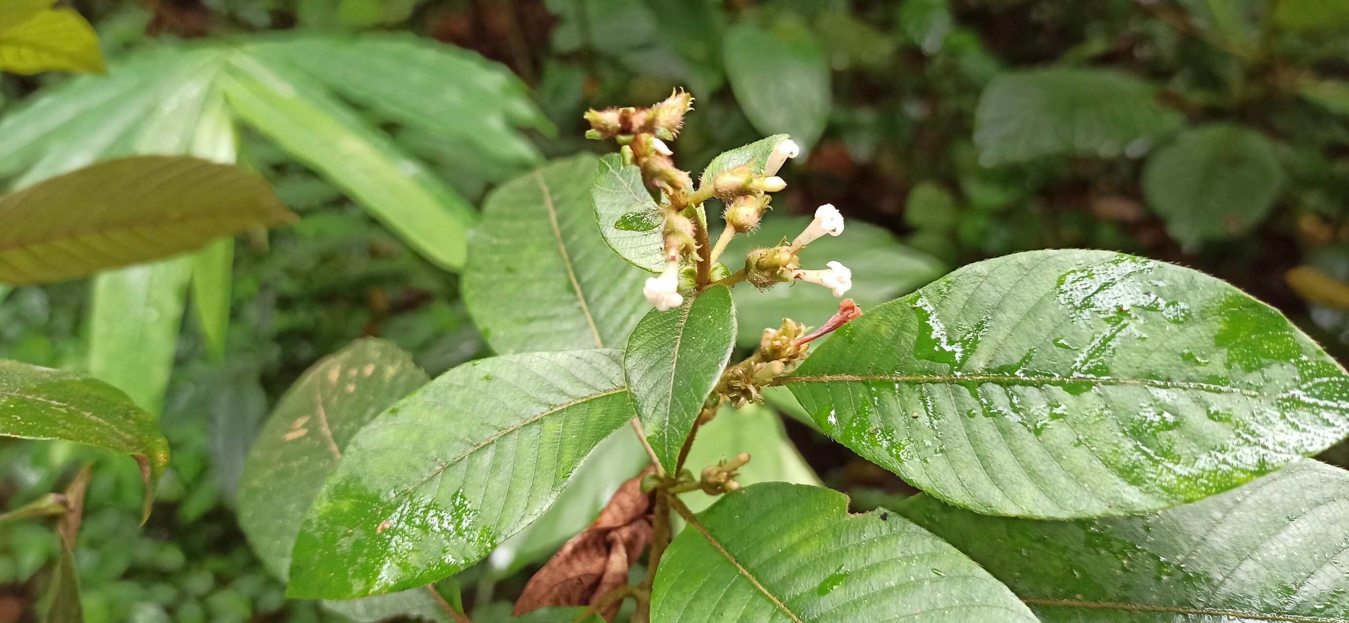 Sabicea capitellata flower