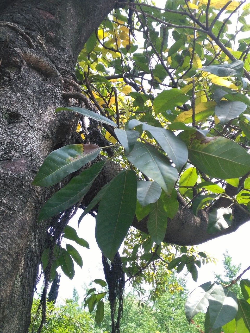 Ficus lacor — search result for 'Moraceae'