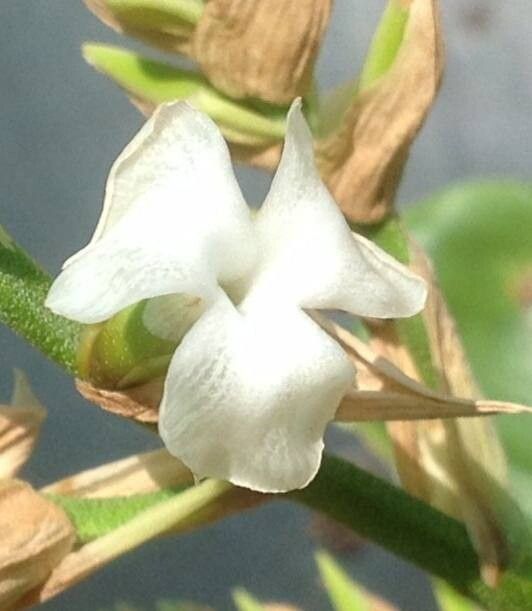 Racinaea venusta — houseplant care guide