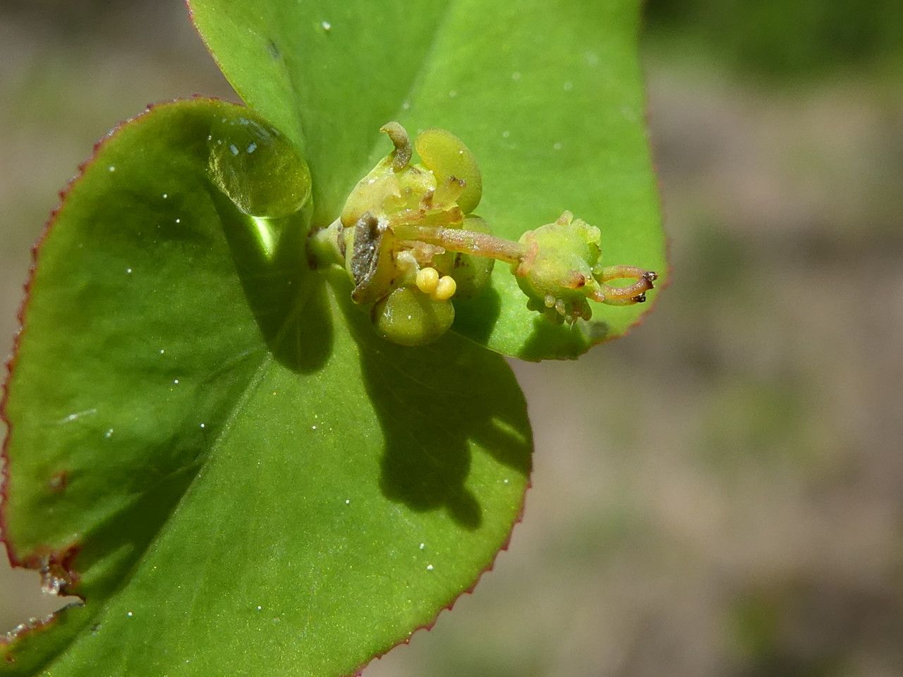 Euphorbia dulcis flower