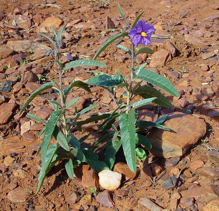 Solanum piceum habit