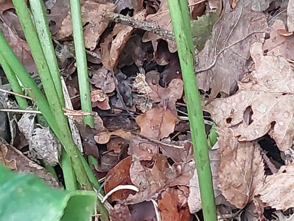 Rhododendron × lochmium bark