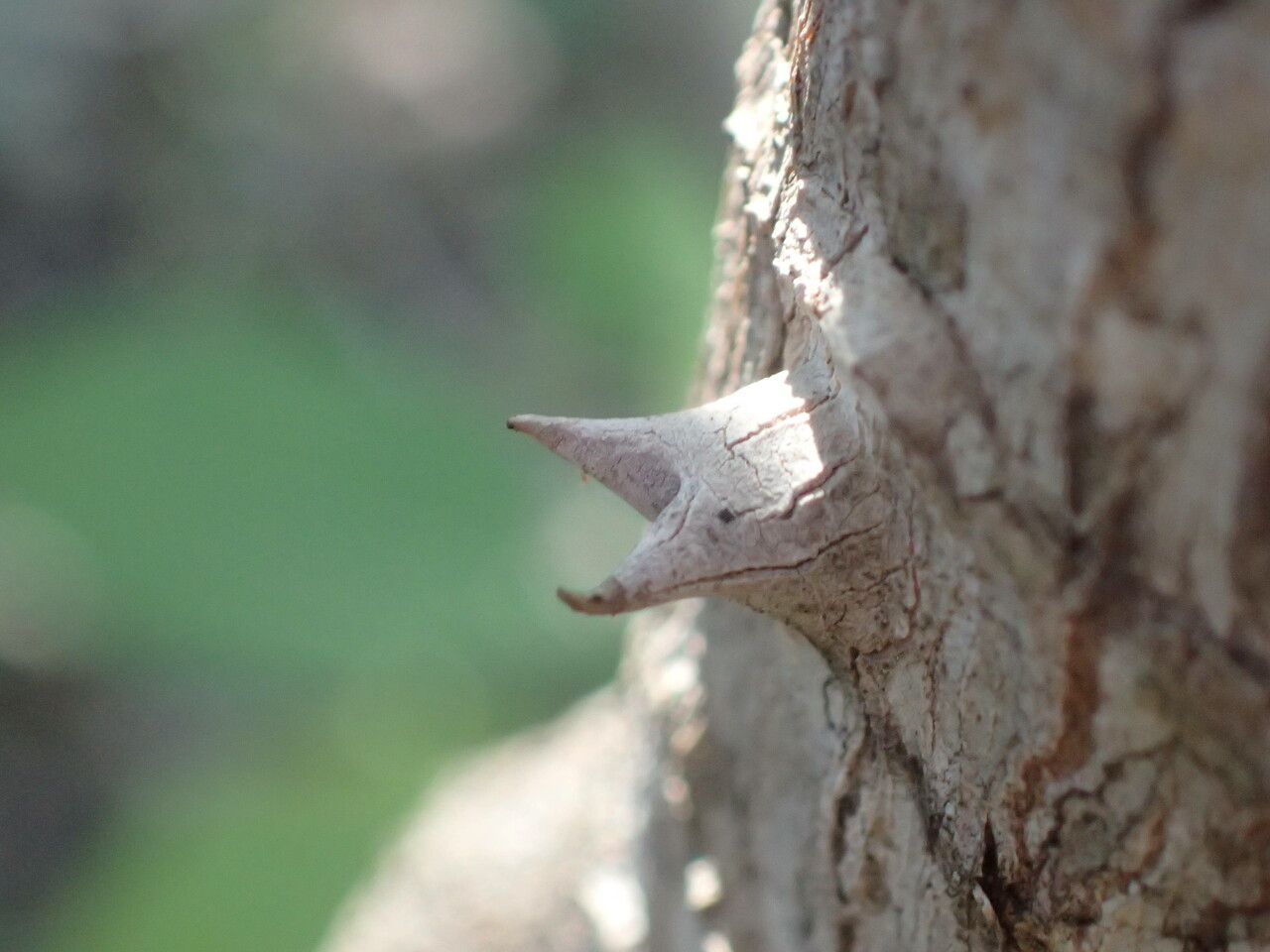 Anthocleista djalonensis bark
