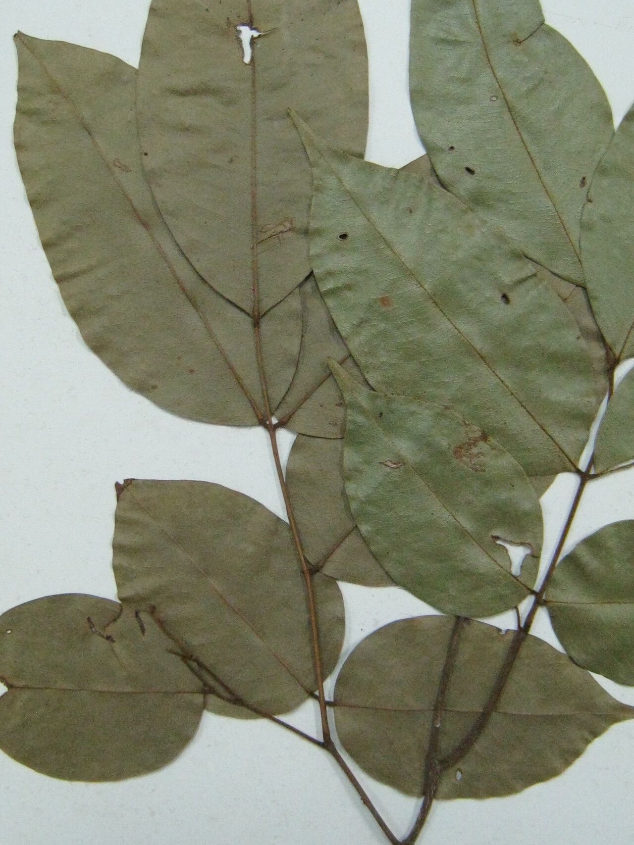 Swartzia amshoffiana other