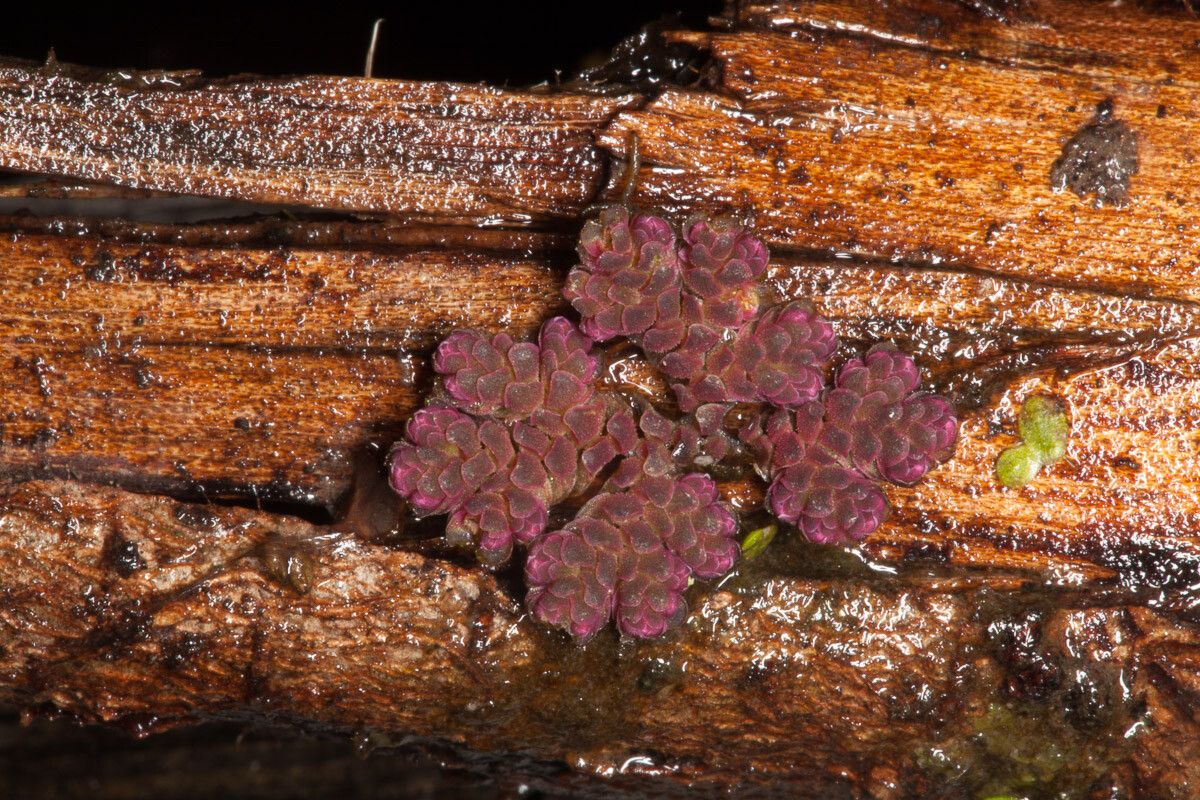Azolla filiculoides