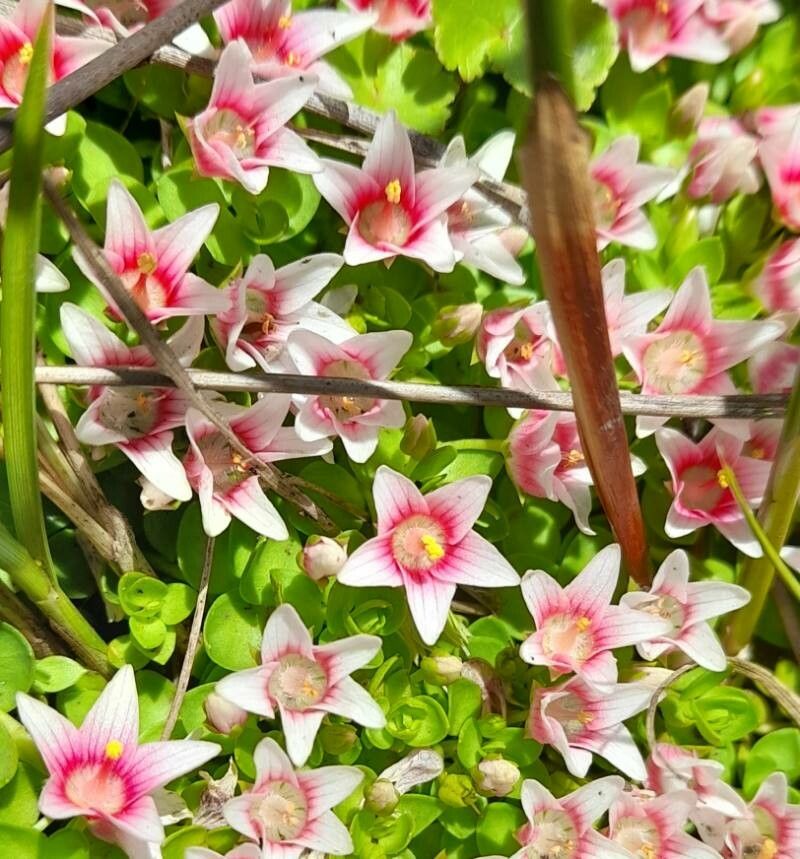 Anagallis alternifolia flower