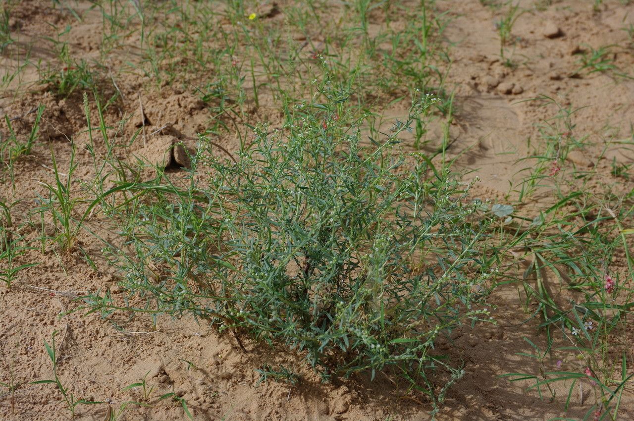 Euploca strigosa habit