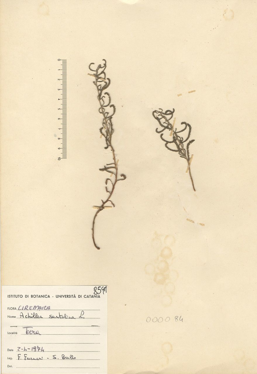 Achillea santolina leaf