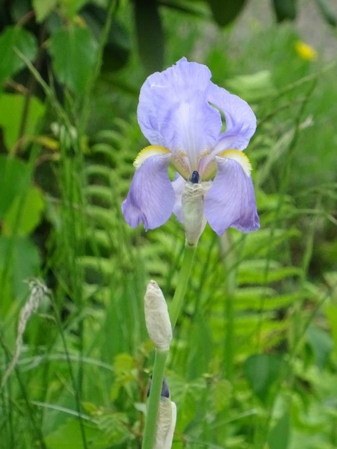 Iris pallida flower