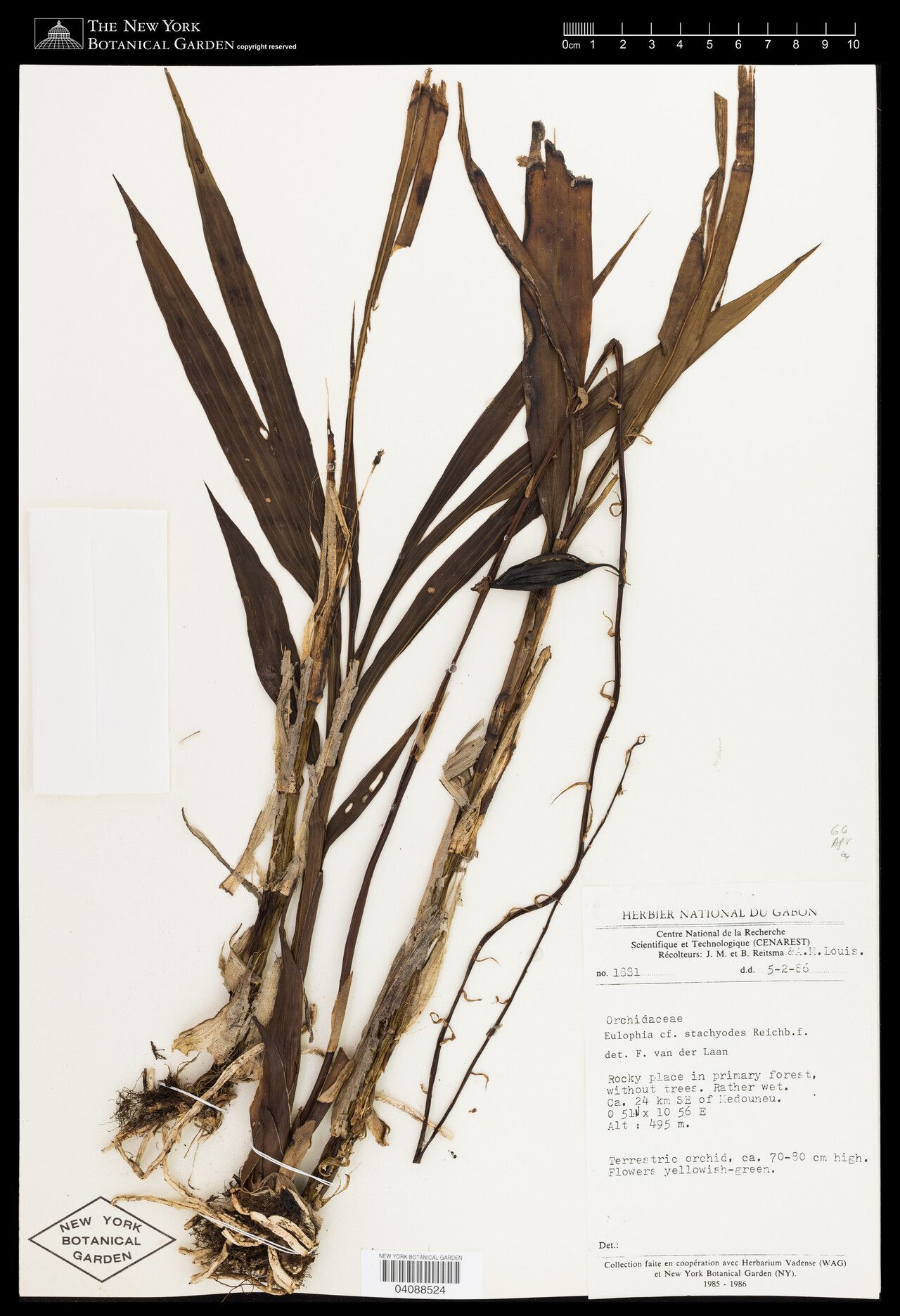 Eulophia stachyodes — houseplant care guide