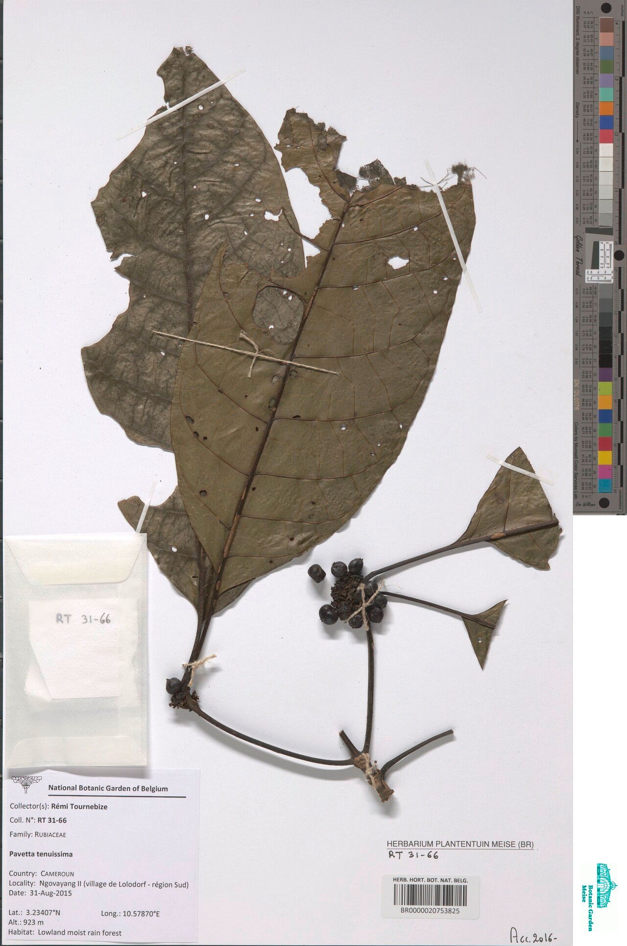 Pavetta tenuissima — houseplant care guide