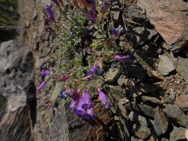 Penstemon purpusii — houseplant care guide