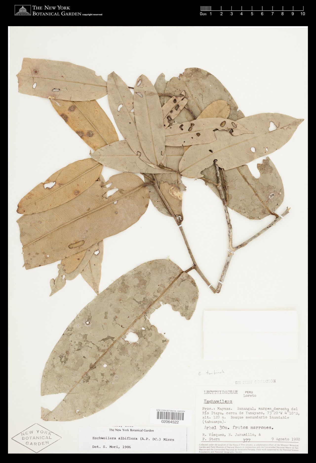 Eschweilera albiflora leaf