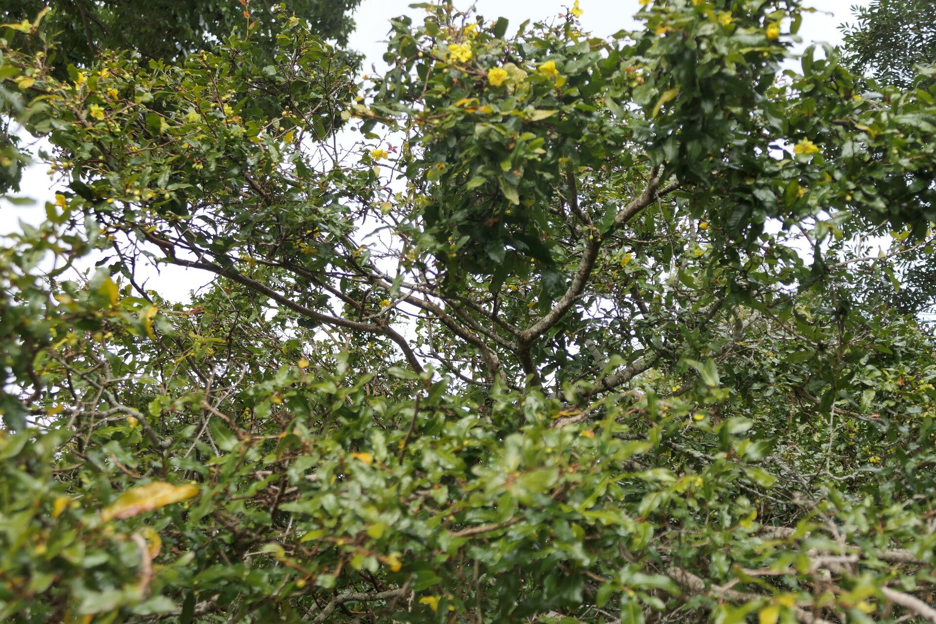 Ochna gamostigmata habit