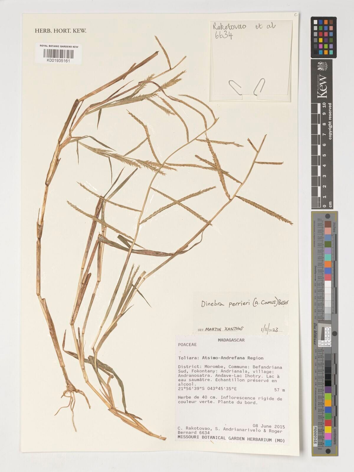 Dinebra perrieri — related species from the same genus