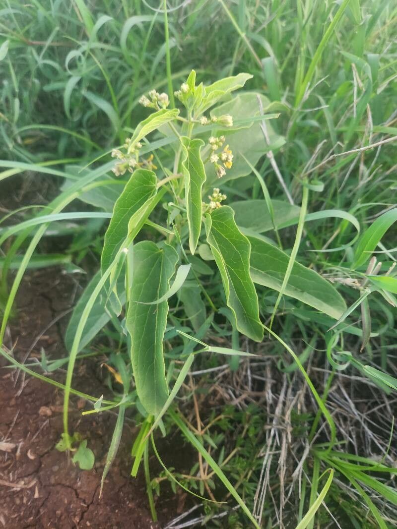 Cynanchum somaliense habit