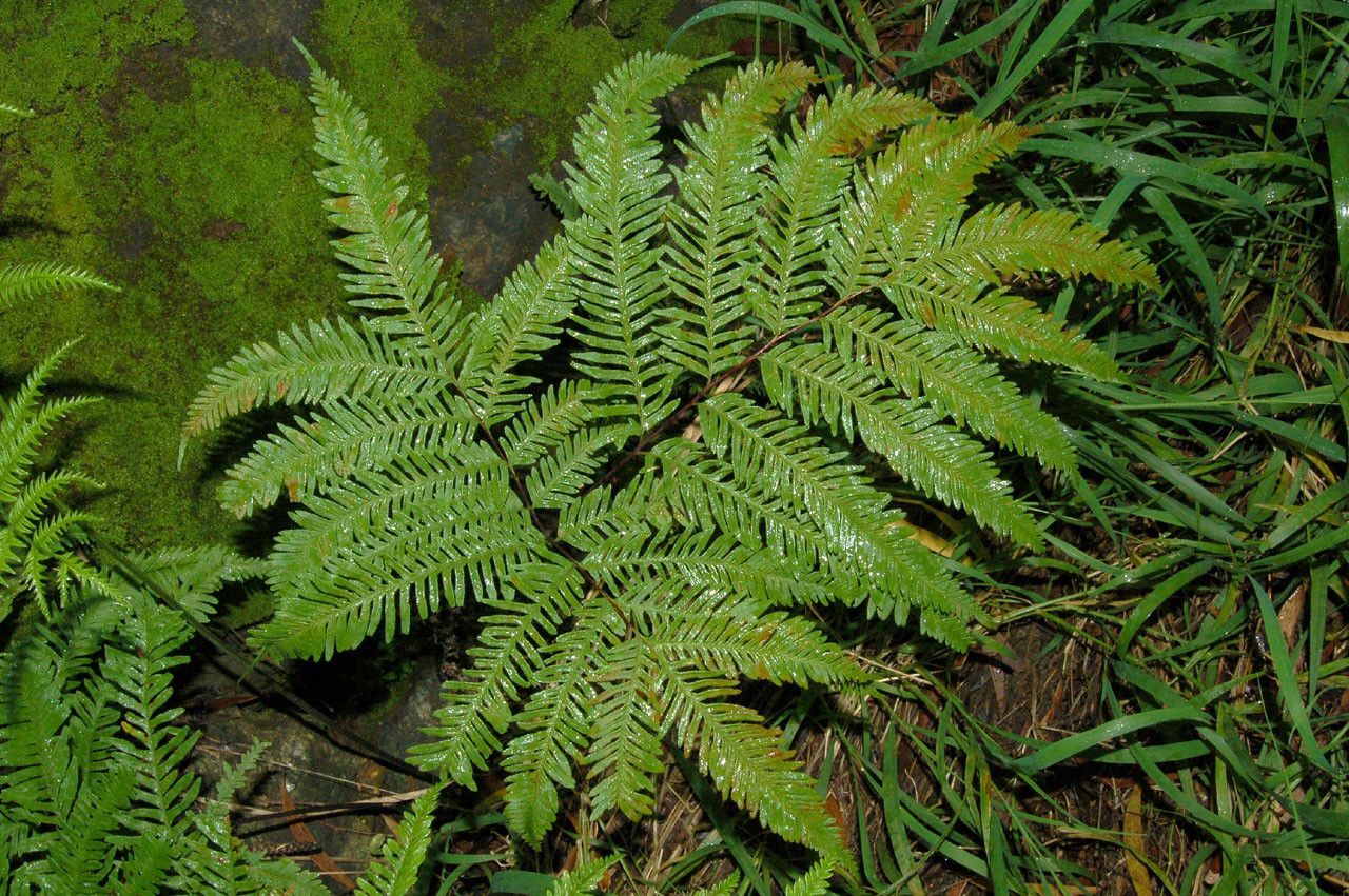 Pteris novae-caledoniae fruit