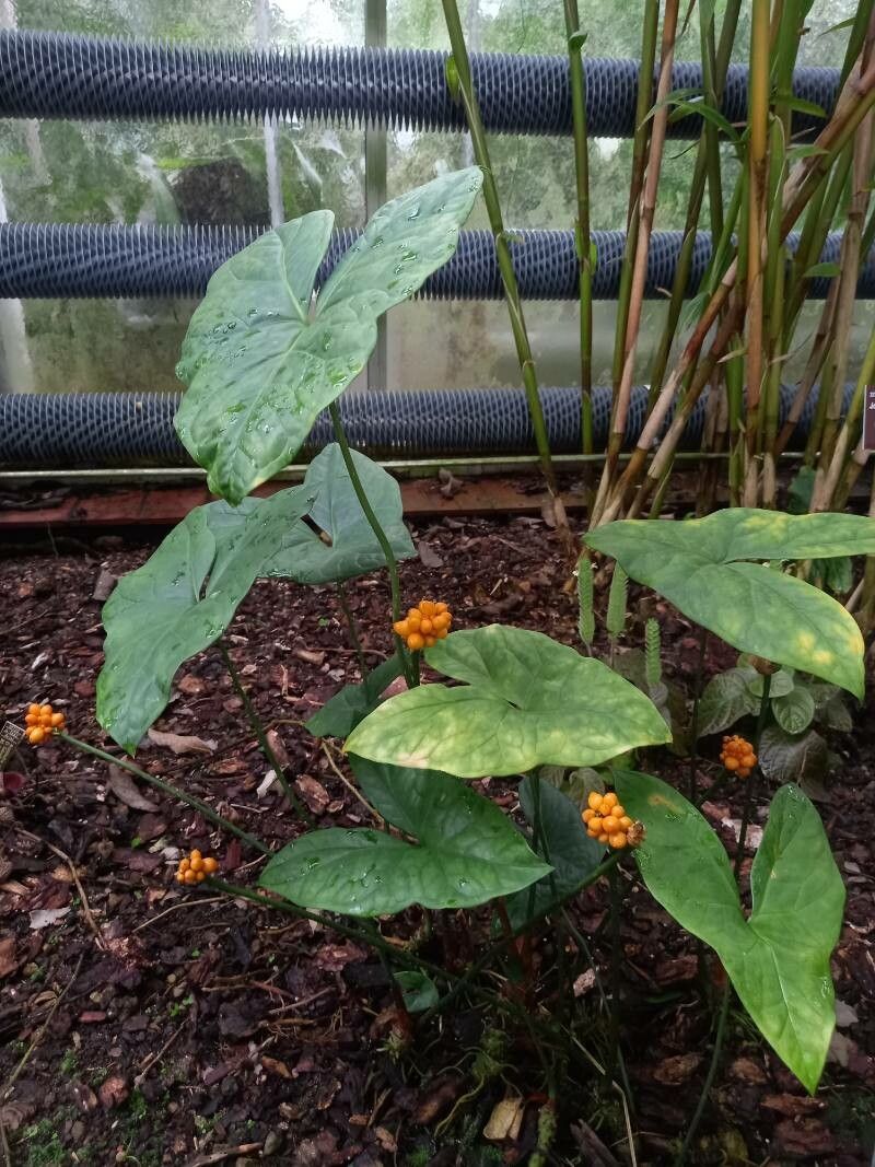 Nephthytis afzelii habit