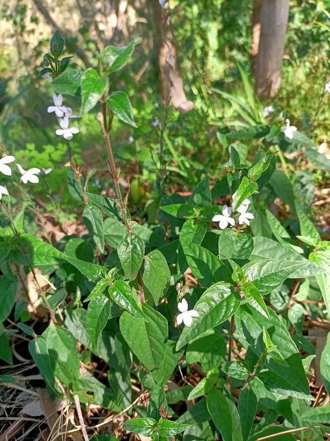 Pseuderanthemum variabile leaf