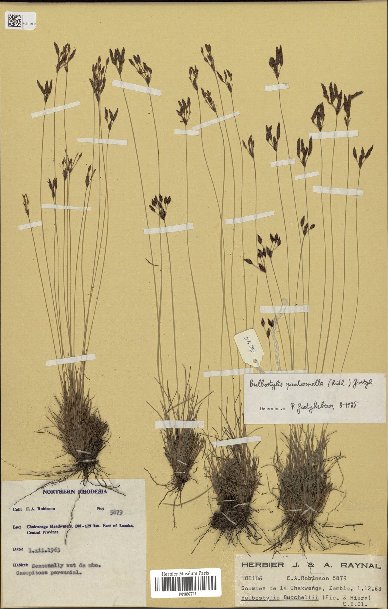 Bulbostylis quaternella — houseplant care guide