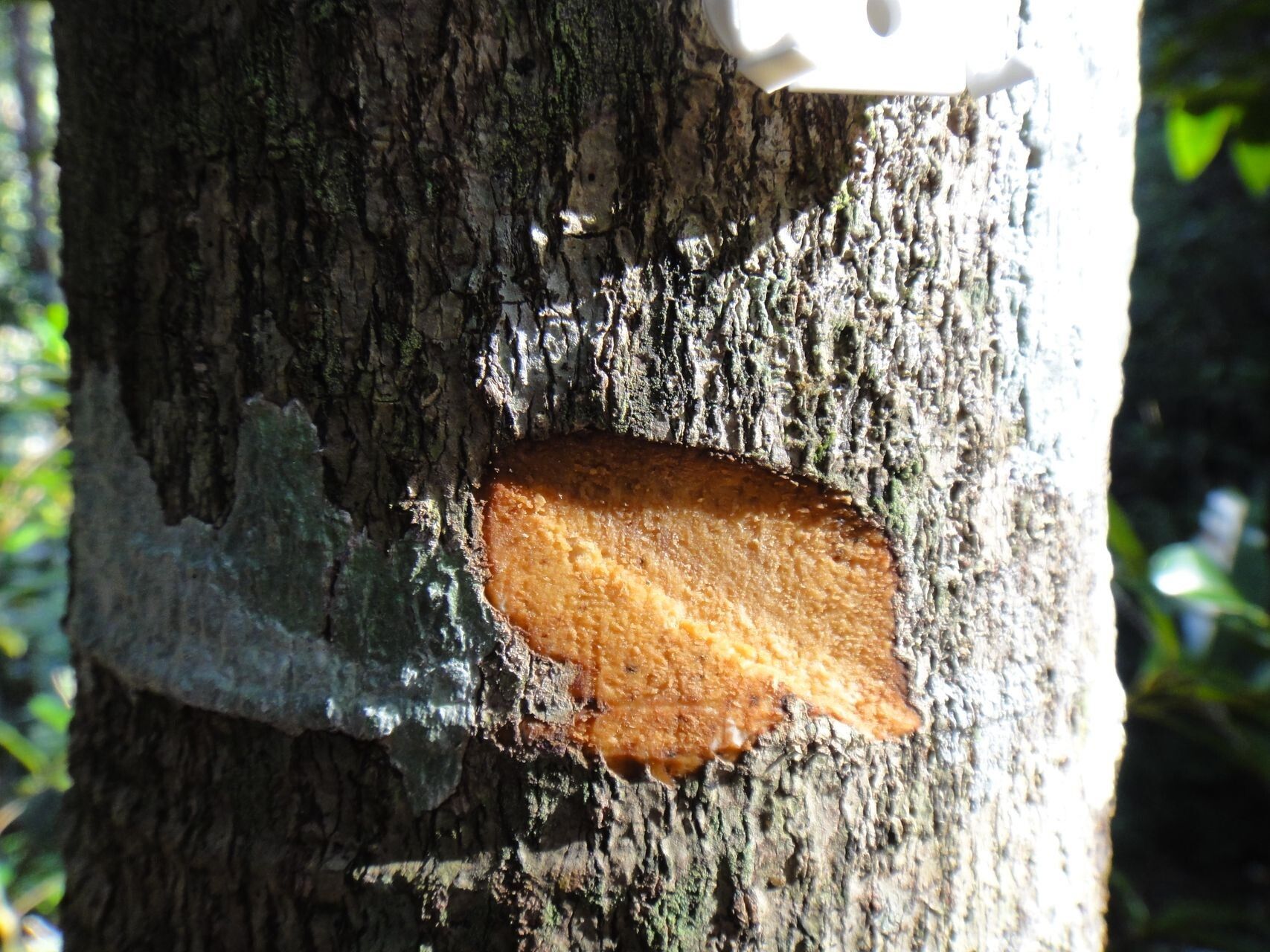 Nemuaron vieillardii bark