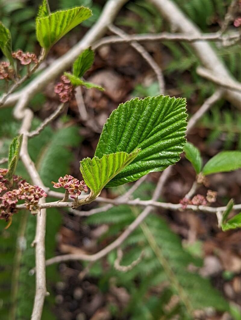 Hamamelis japonica