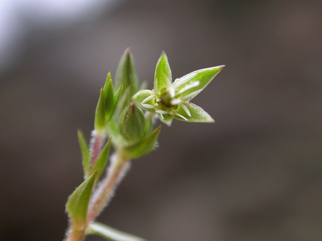 Stellaria decumbens flower