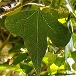 Brachychiton populneus