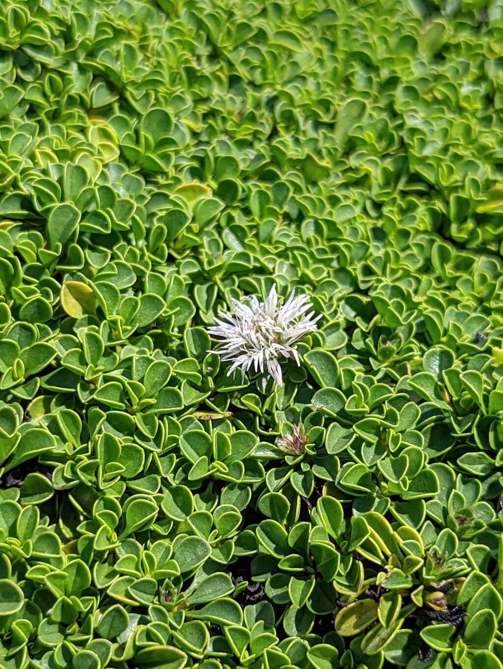 Globularia stygia flower