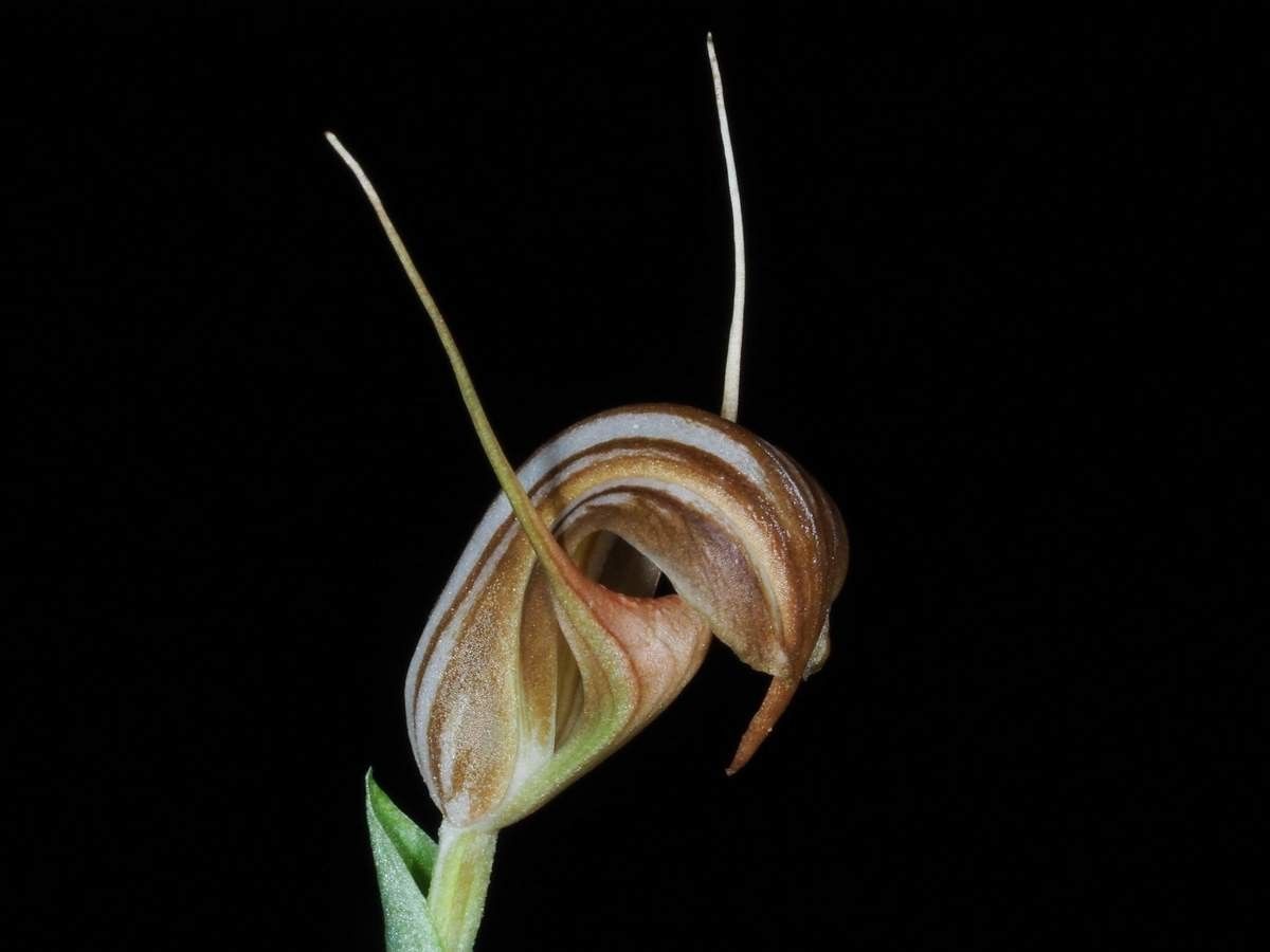 Pterostylis tenuicauda — search result for 'Orchidaceae'