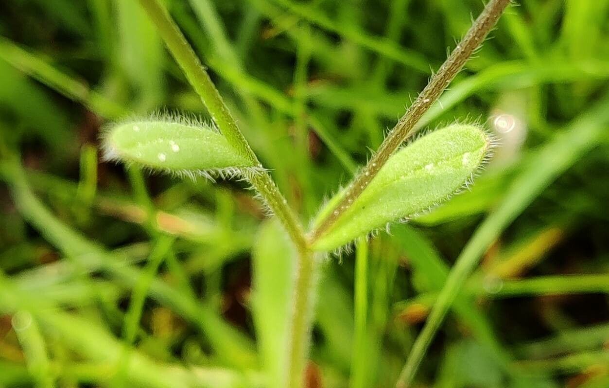 Myosotis minutiflora — houseplant care guide