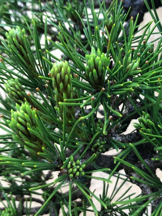 Pinus thunbergii leaf