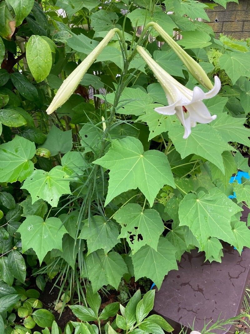 Lilium formosanum habit