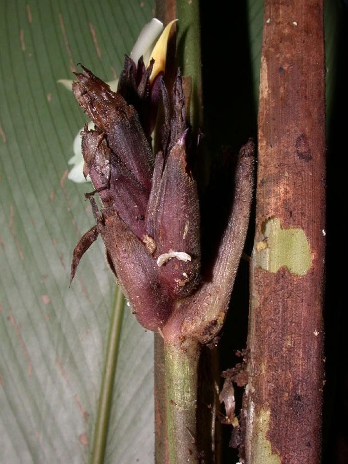 Goeppertia hammelii flower