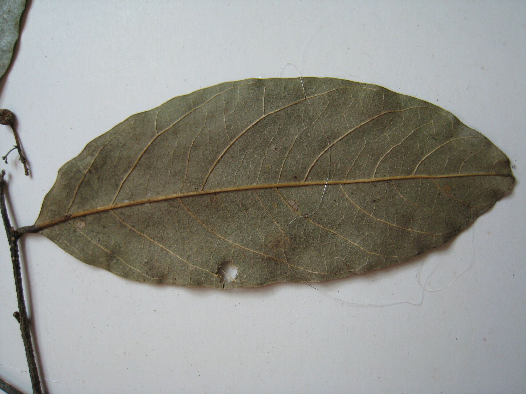 Licania parvifructa other