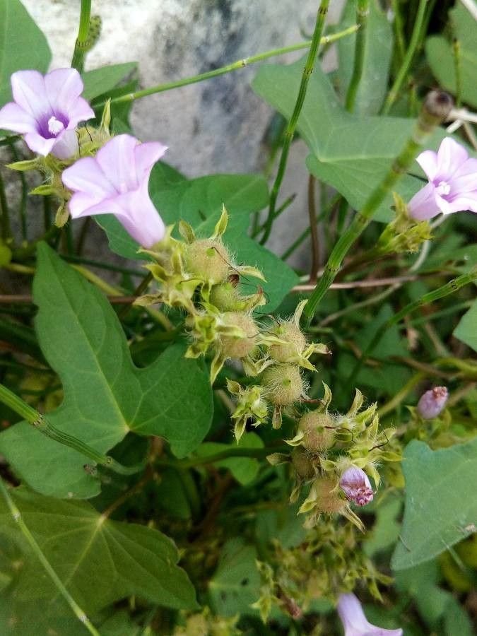 Ipomoea triloba fruit