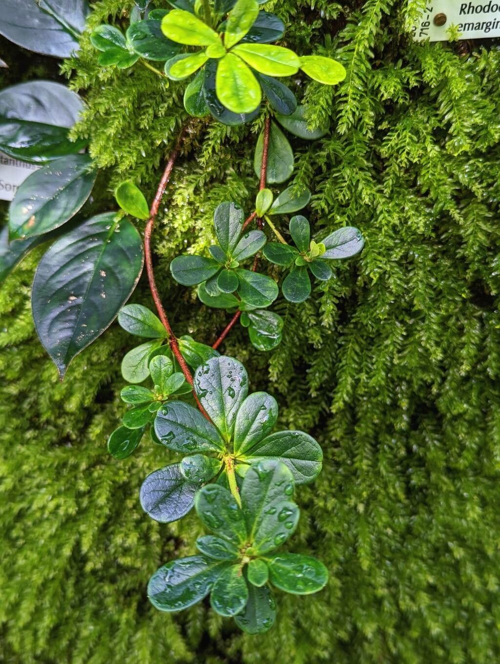 Rhododendron emarginatum habit