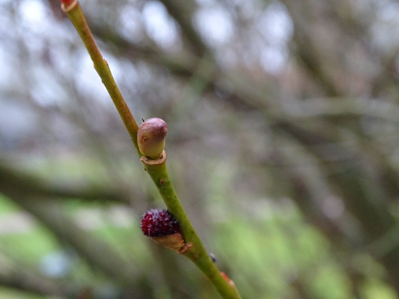 Salix gracilistyla bark