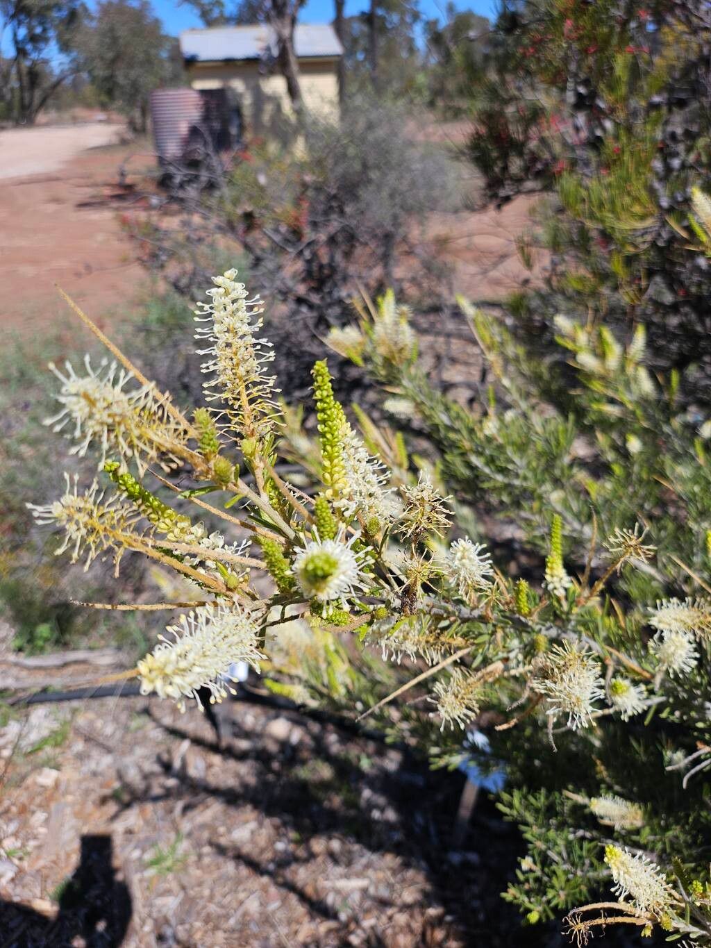 Grevillea trachytheca — search result for 'Grevillea'